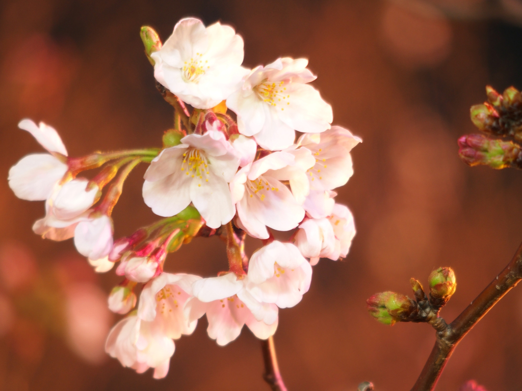 開花