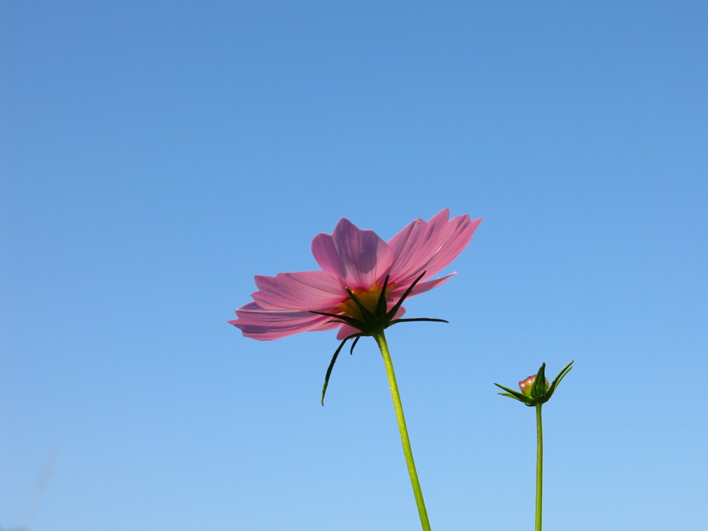 青空に咲く