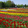馬見丘陵公園チュウリップ