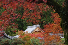 延命寺 紅葉