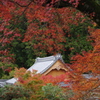 延命寺 紅葉