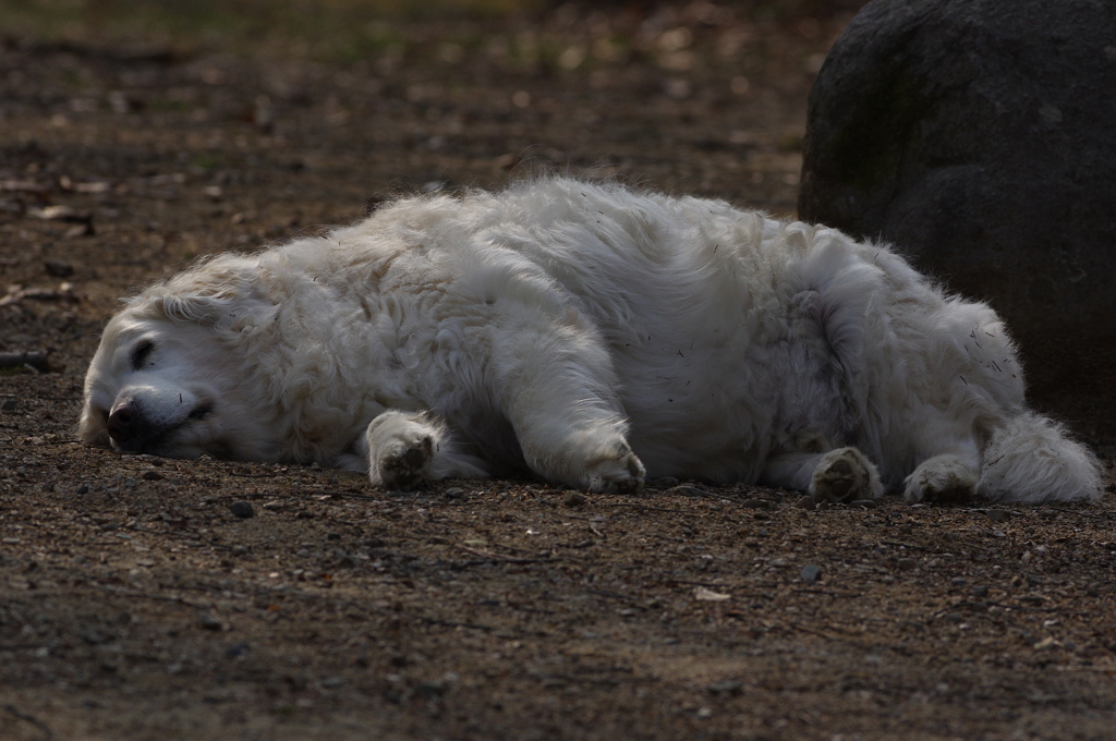 眠たいワン