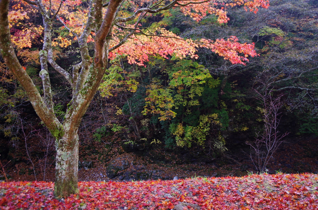 ラストシーン（散紅葉）