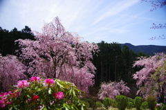 高見の郷しだれ桜