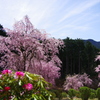 高見の郷しだれ桜