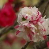 桃の花