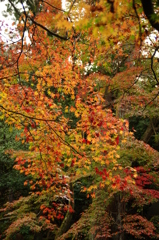 錦色の秋