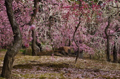 城南宮春の山