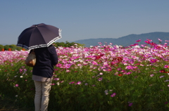 秋桜と私