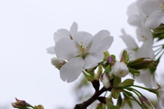 大島桜