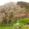 本郷の滝桜　　又兵衛桜