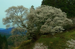 佛隆寺１０００年桜