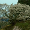 佛隆寺１０００年桜