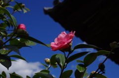 青空と一輪の花