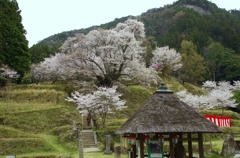 佛隆寺１０００年桜２