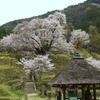 佛隆寺１０００年桜２