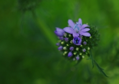 新緑の中の小さな花束