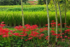 秋の彼岸の頃