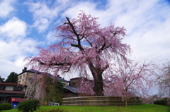 祇園枝垂桜