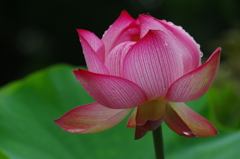 雫