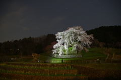 奈良：又兵衛桜 ２