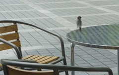 いらっしゃいませ