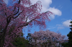 二条城枝垂桜