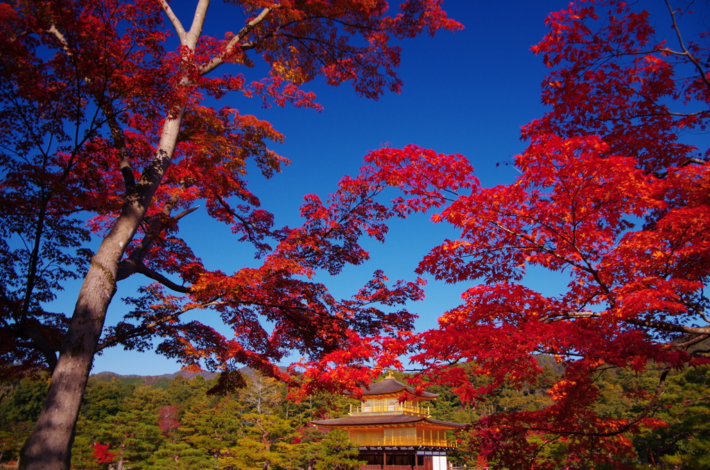 紅（くれない）の光