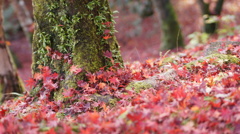苔むした木と
