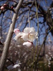 公園の花