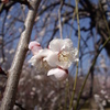 公園の花
