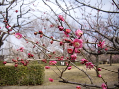 公園の花