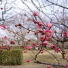 公園の花