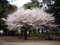 桜満開
