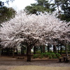 桜満開