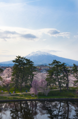 桜と岩木山