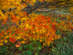 11月の紅葉2