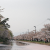 弘前城桜と岩木山