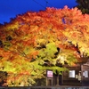 燃える紅葉