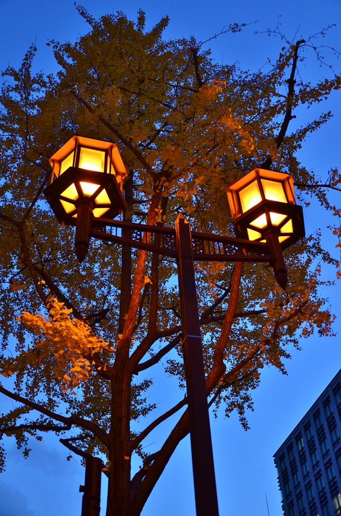 夕暮れの街灯