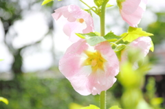 梅雨葵