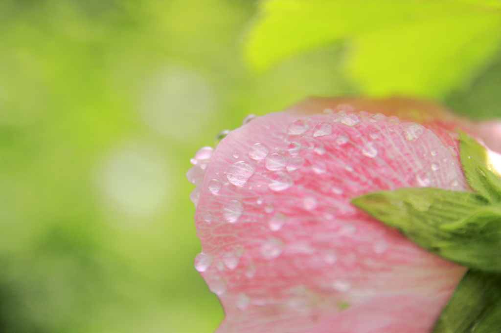 梅雨雫