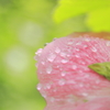 梅雨雫