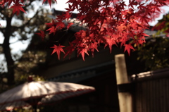 路地裏の紅。