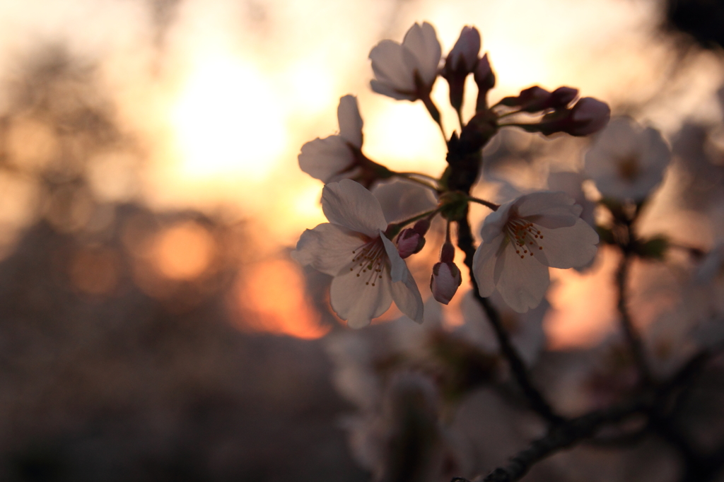 夕景の桜。