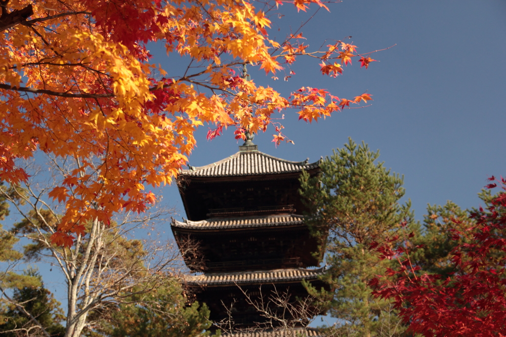 京の色どり。