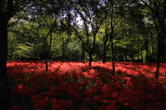 輝く紅。