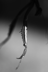 カマキリ