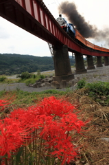 大井川鉄道～トーマスに彼岸花を添えて～