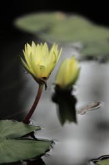 睡蓮/開花前